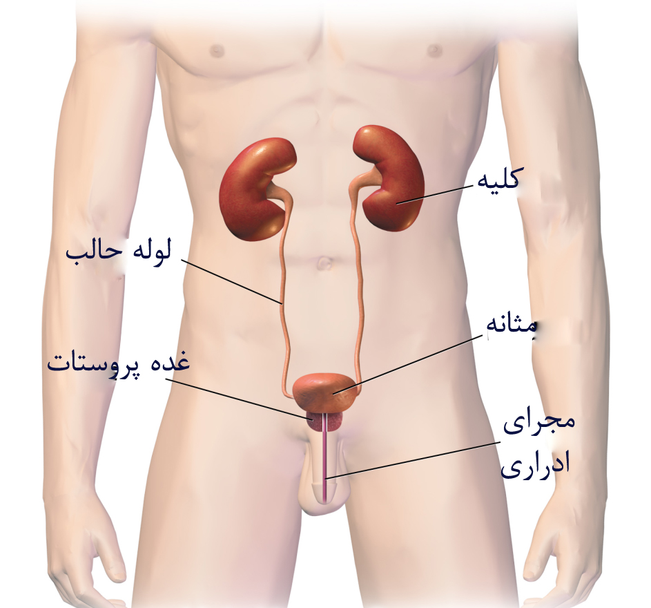 پروستات