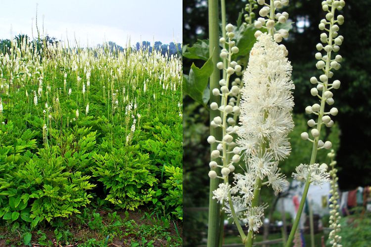 کوهوش سیاه Black cohosh