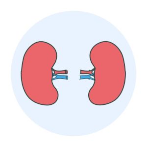 تدابیر کلیه