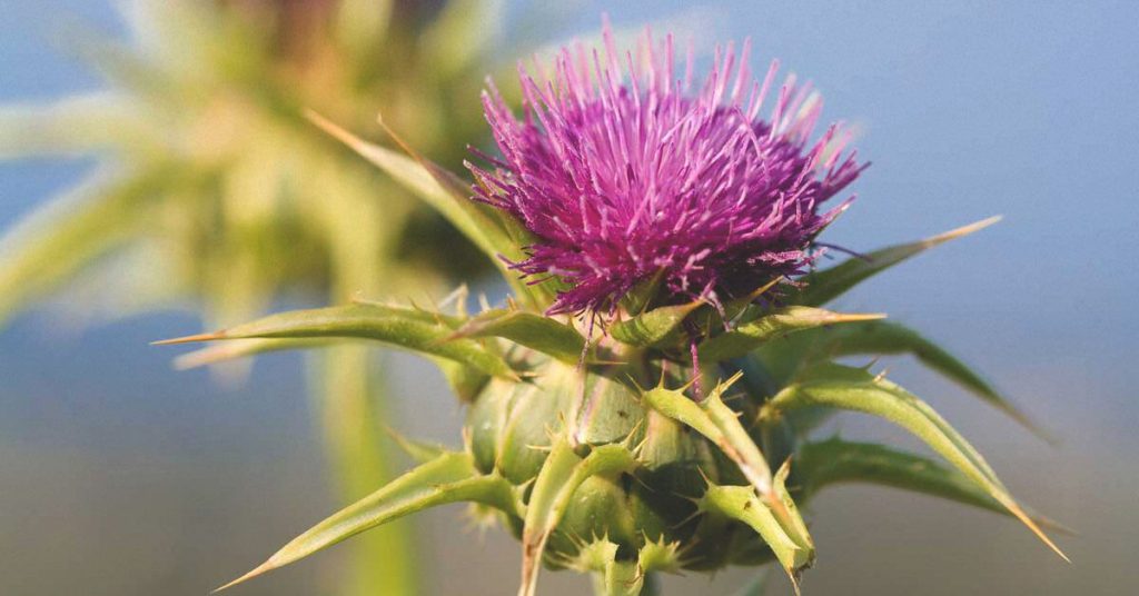 گیاه خارشیر ( Milk Thistle )