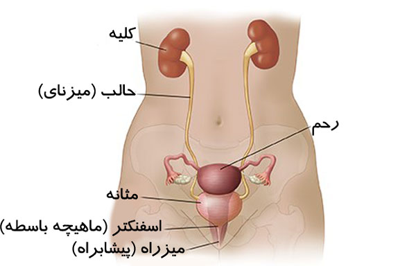 آماس کلیه و مثانه