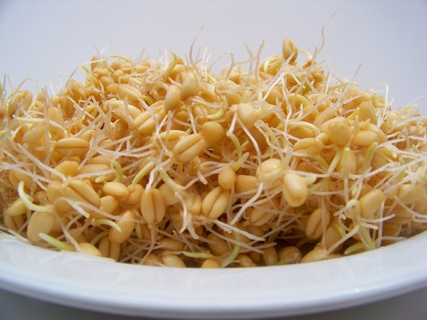 طرز تهیه معجون جوانه گندم