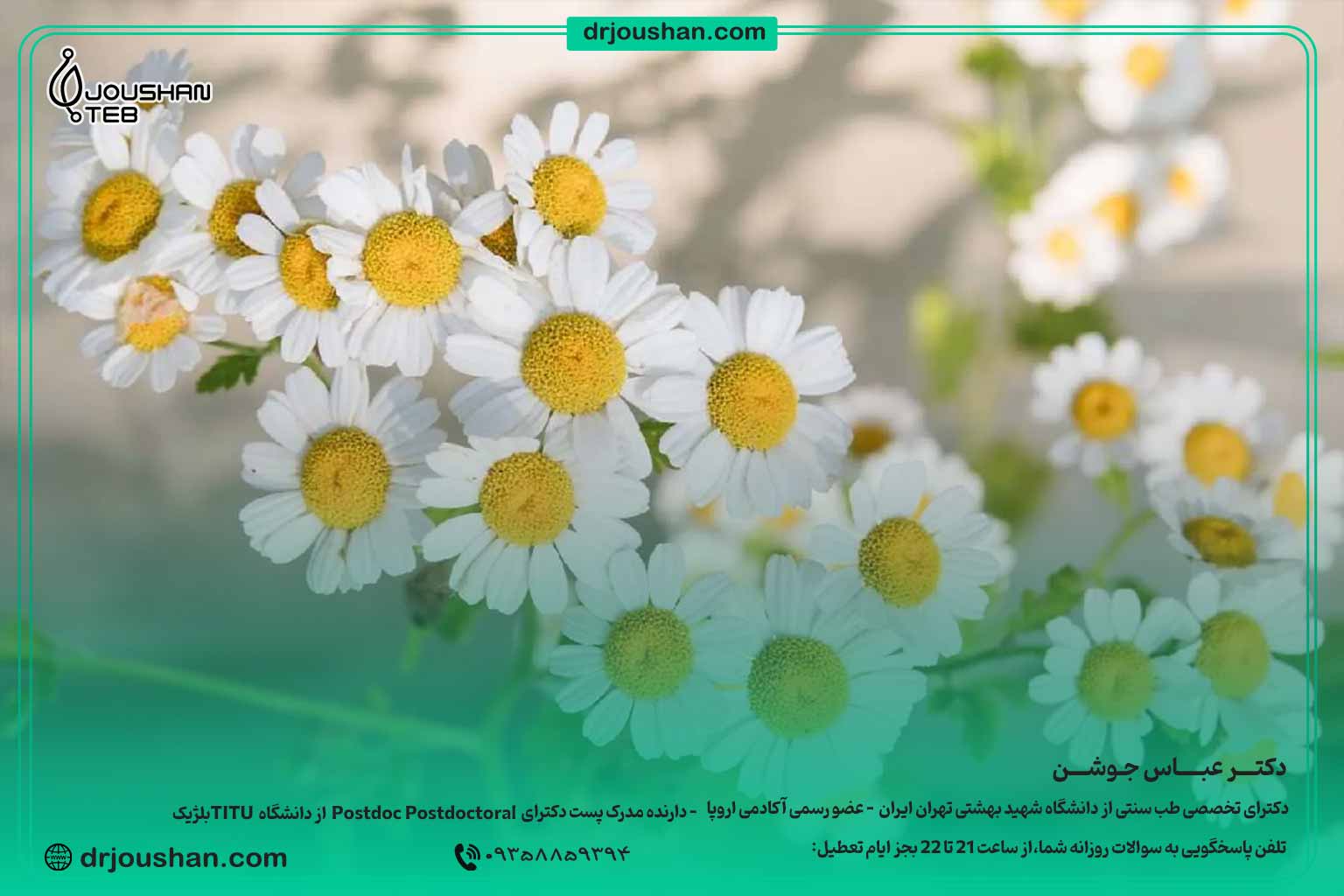 بابونه-مسکن-گیاهی-برای--درد-و-کمردرد