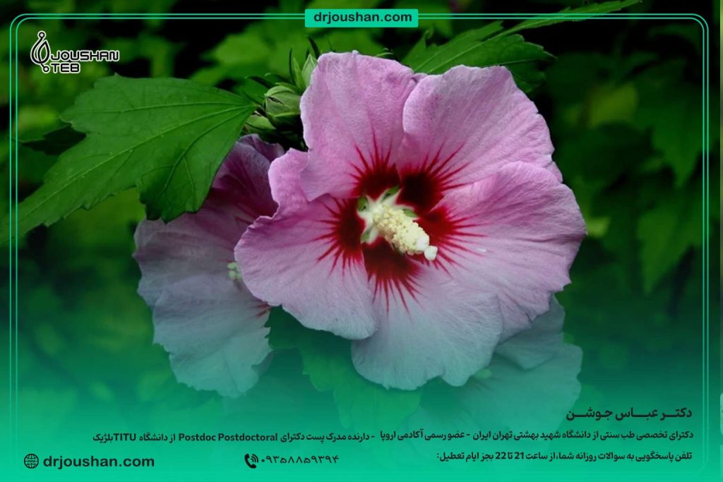 گل-ختمی--برای-آرامش-بخشی