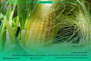 درمان-درد-کلیه-با-کاکل-ذرت-دکتر عباس جوشن